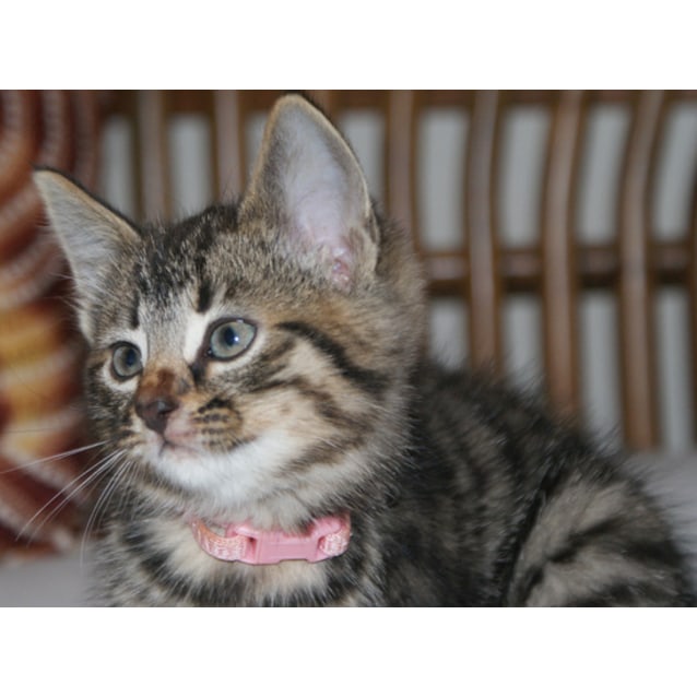 Abbie Female Dsh Cat In NSW PetRescue