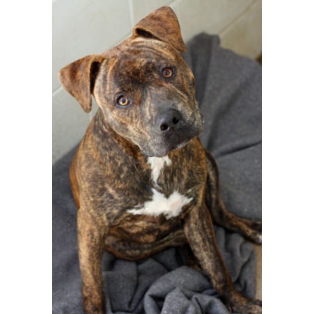 american staffy cross english staffy info