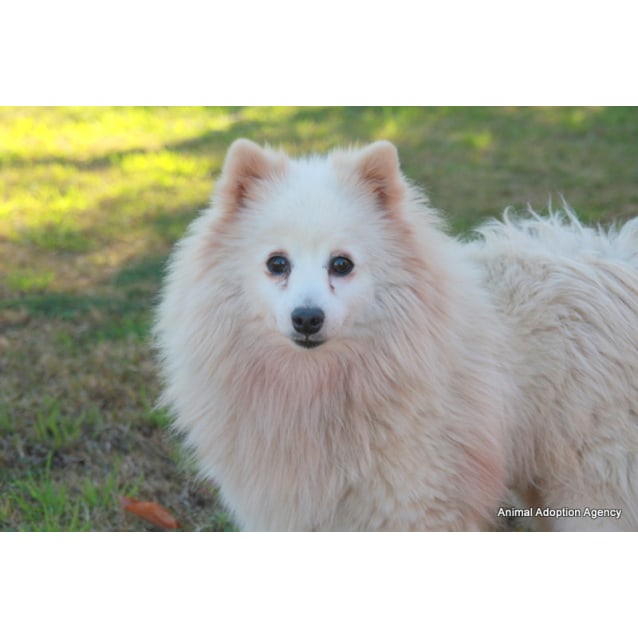 spitz dog adoption