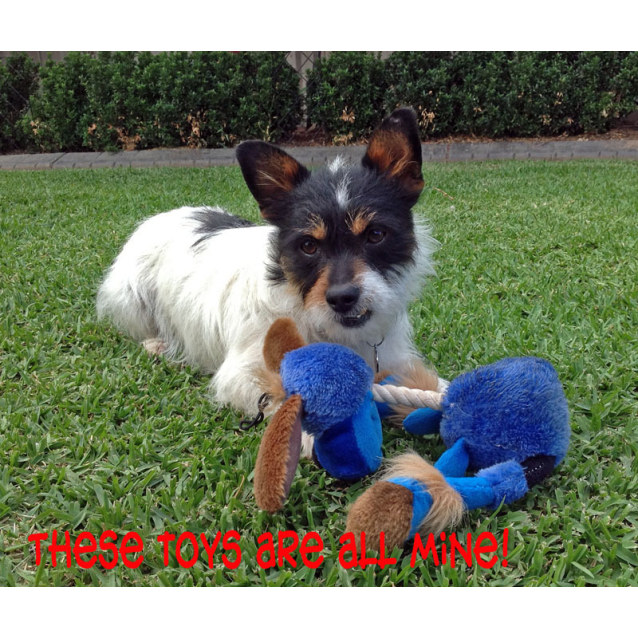 Coco - Small Male Maltese x Shih Tzu x Miniature Fox ...