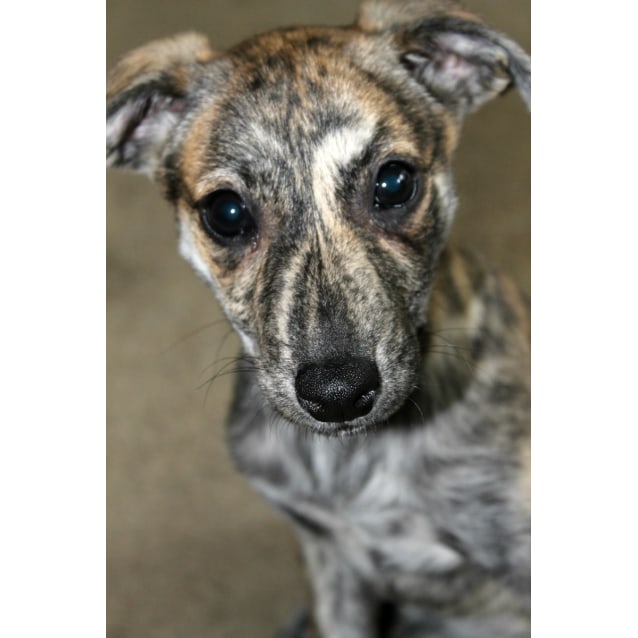 Dori On Trial In Her New Home Medium Female Whippet Mix Dog
