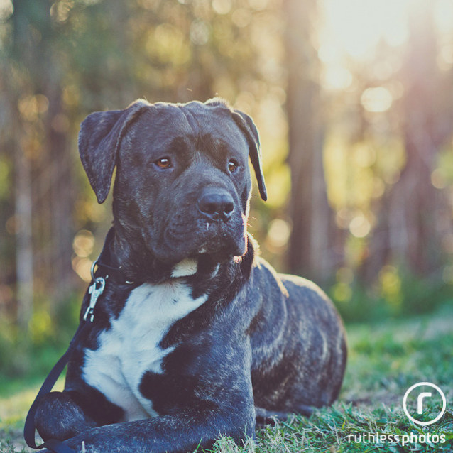 Morpheus Medium Male Mastiff X Staffy Dog In Nsw Petrescue