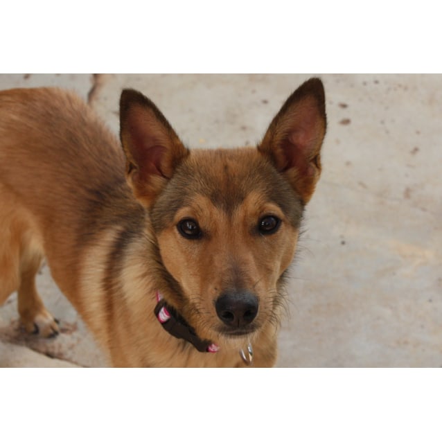 Chance Medium Male Kelpie X Sheltie Dog In Nsw Petrescue