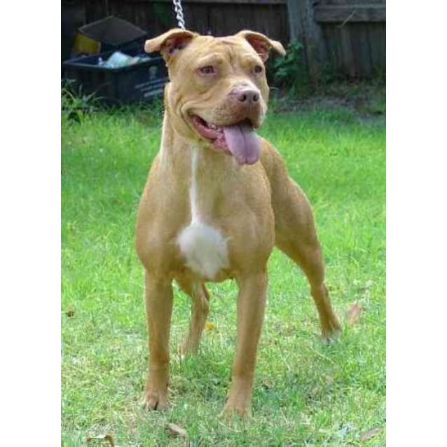 female pitbull