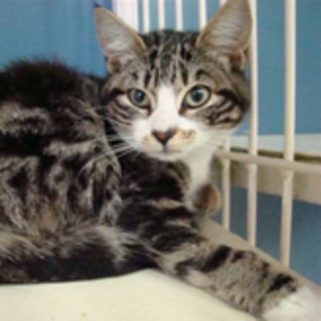 Winona Ryder - Female Domestic Short Hair Cat in NSW - PetRescue