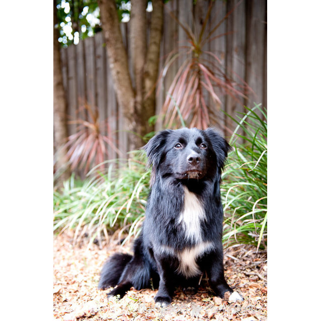 border collie x maltese