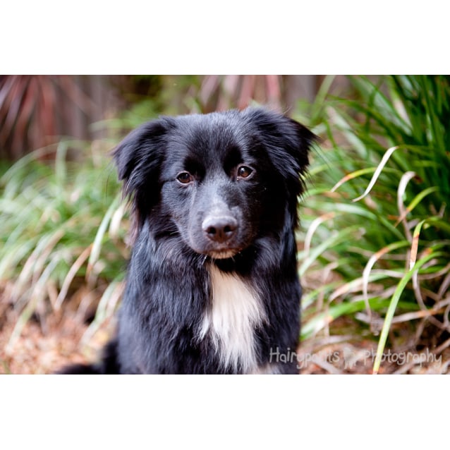 border collie x maltese