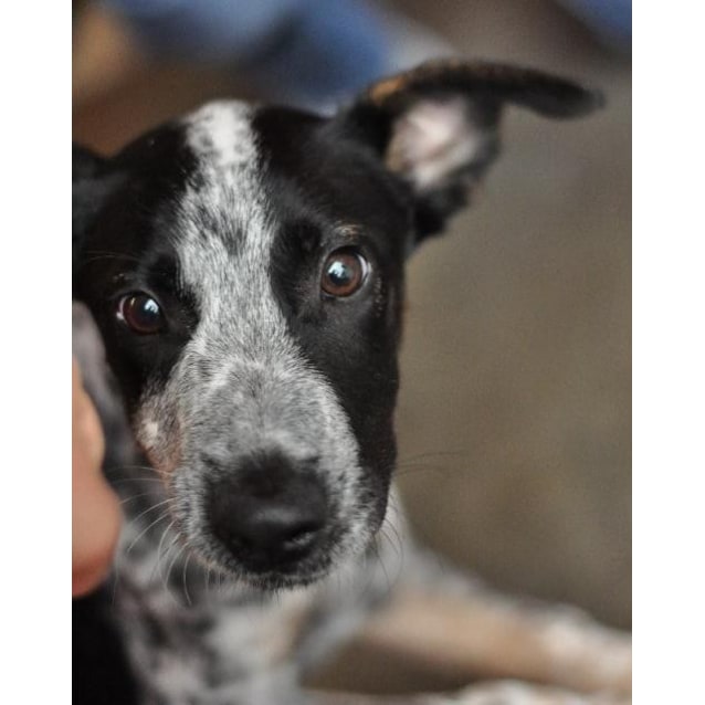 Fergus Medium Male Border Collie X German Shorthaired Pointer
