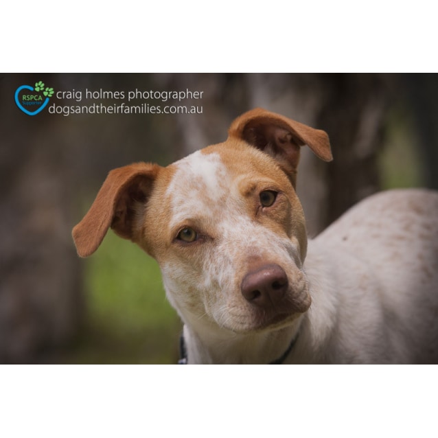 Primrose - Medium Female Hungarian Vizsla x Australian ...