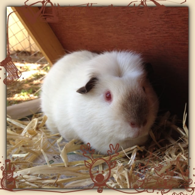 Frost Male Short Hair Sheltie Long Haired Mix Guinea Pig In