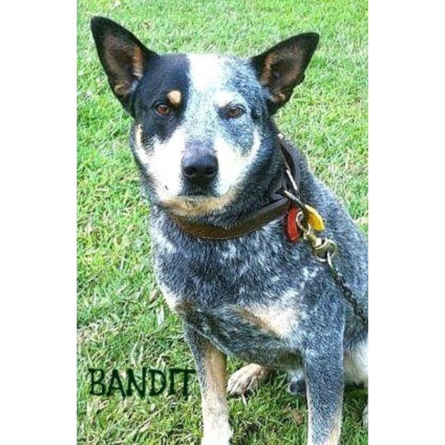 Post Bandit Heeler Bluey Series Polygon My Xxx Hot Girl