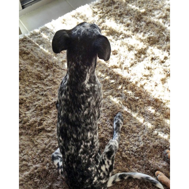 Sandy - Medium Female German Shorthaired Pointer x Blue ...