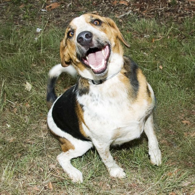 beagle cattle dog mix