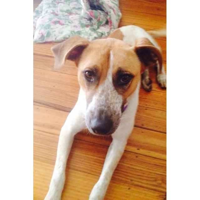 humane society for cats