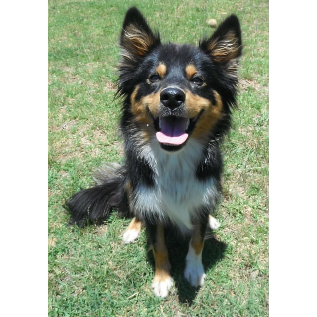 kelpie x australian shepherd