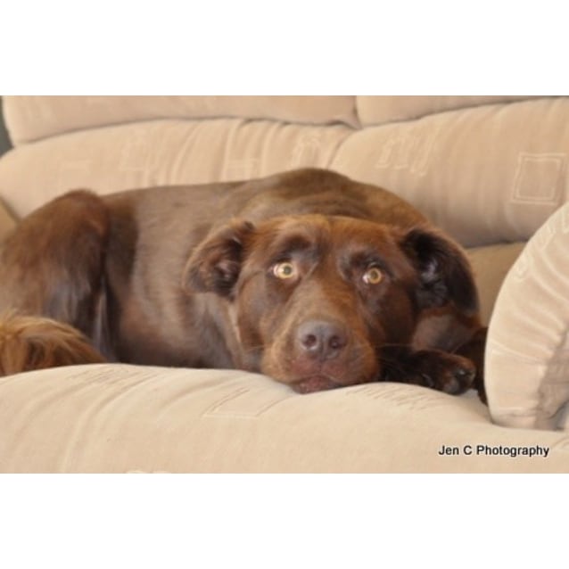 Moose Would Suit Apartment Living As Well Large Male Kelpie Mix Dog In Nsw Petrescue