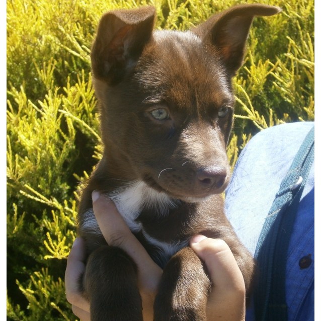 Kempsey Small Female Border Collie x Kelpie Mix Dog in ACT PetRescue
