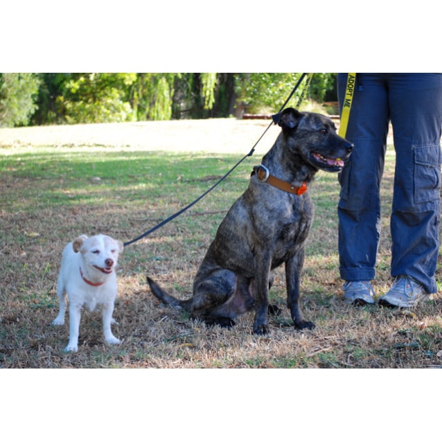 Bandi Medium Male Cross breed Dog in SA PetRescue