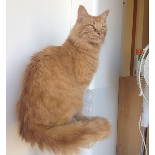 Red Foo Male Domestic Medium Hair Cat In Vic Petrescue