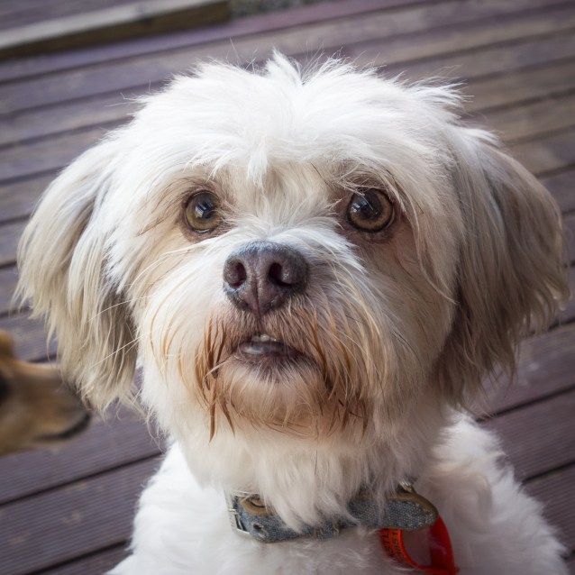 Cuddles - Small Male Shih Tzu Mix Dog in NSW - PetRescue