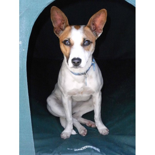 basenji jack russell