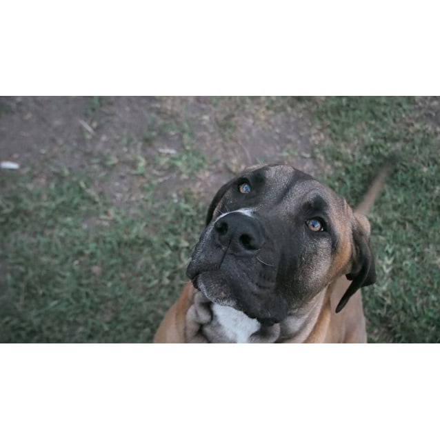 cane corso bloodhound mix