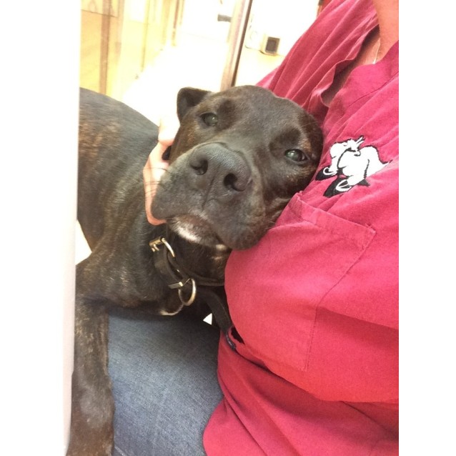 Sammi Adopted By Foster Carer Medium Female Staffy Mix Dog