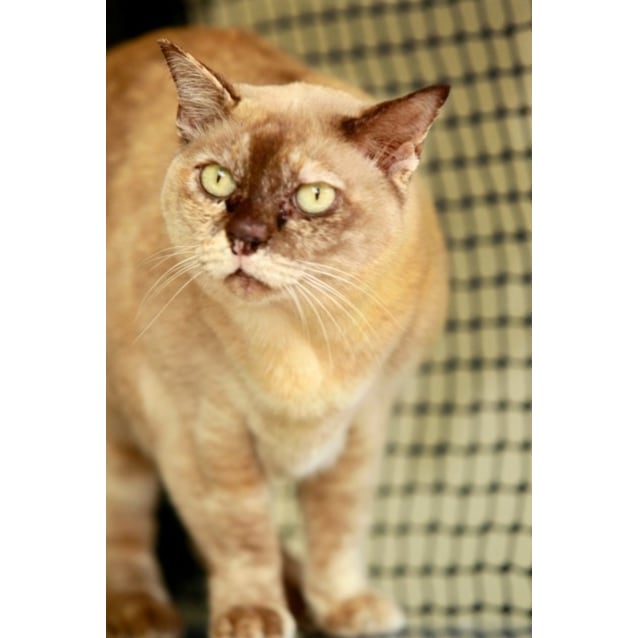 Elvira Female Burmese Cat In Nsw Petrescue