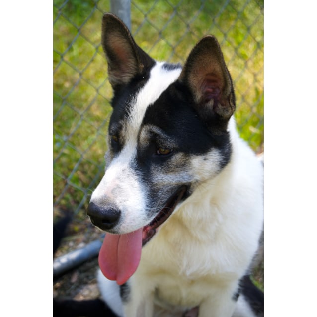 alaskan malamute blue heeler mix