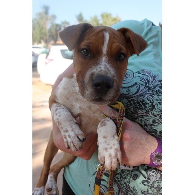 shar pei red heeler mix