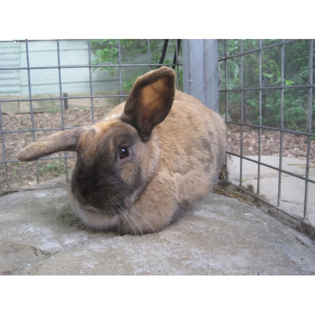 SplinterCats Of The Week Male Domestic Short Hair Mix Cat in SA PetRescue