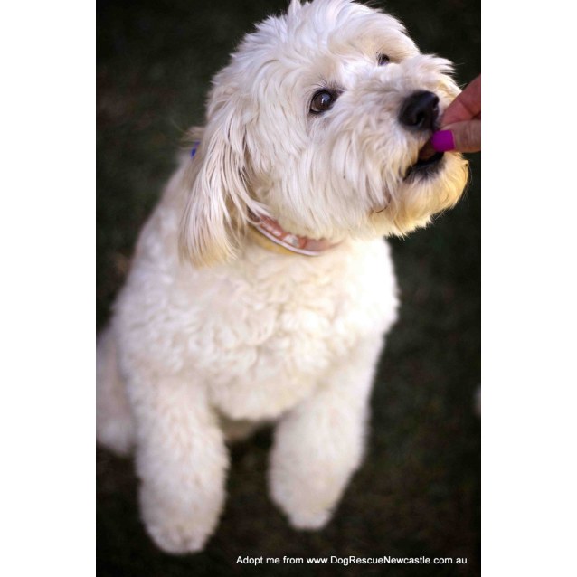 japanese spitz x poodle