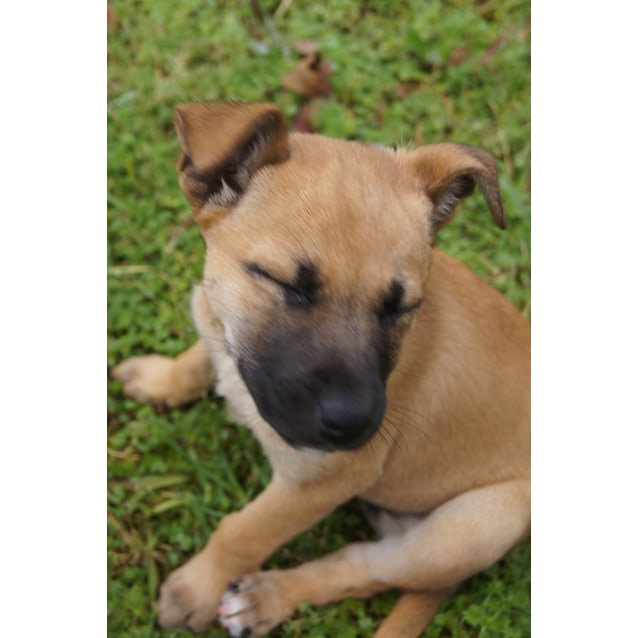 fox terrier german shepherd mix