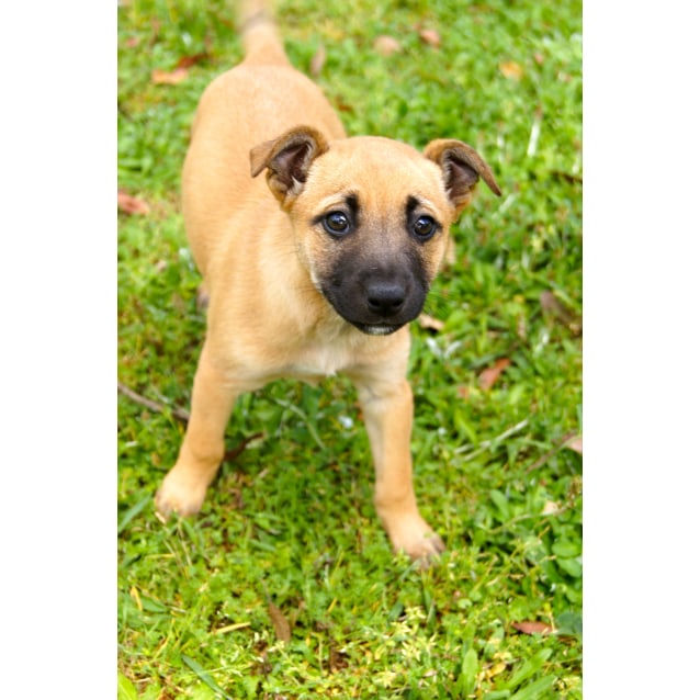 fox terrier german shepherd mix