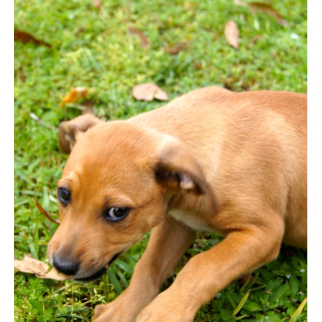 fox terrier german shepherd mix