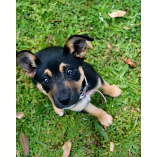 fox terrier german shepherd mix