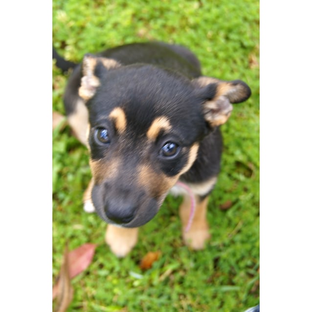 fox terrier german shepherd mix