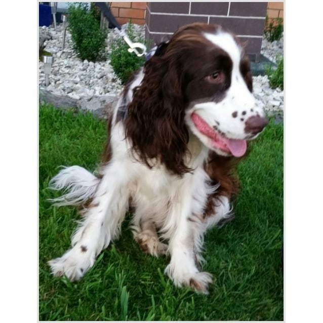 english springers for adoption