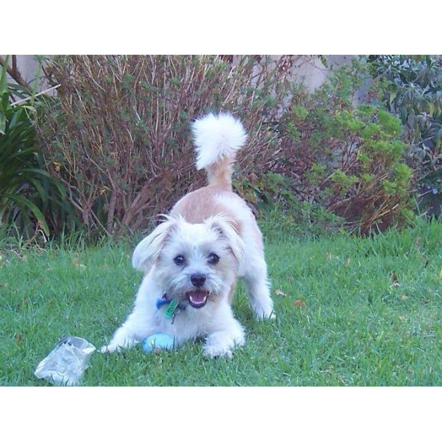 Brock D0103 - Small Male Cavalier King Charles Spaniel x ...