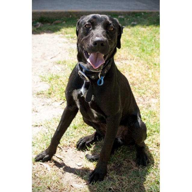 Emma Large Female Labrador Retriever x Australian Kelpie Mix Dog in