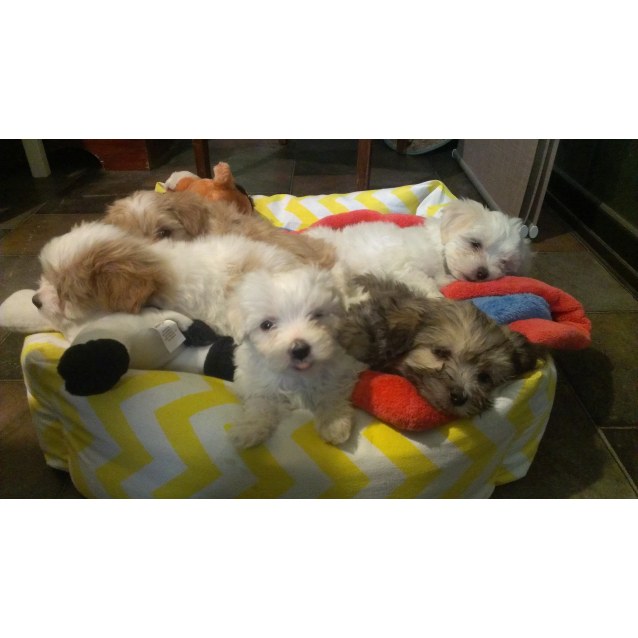 Toy Poodle X Shih Tzu For Sale In Sunbury Victoria Classified Australialisted Com