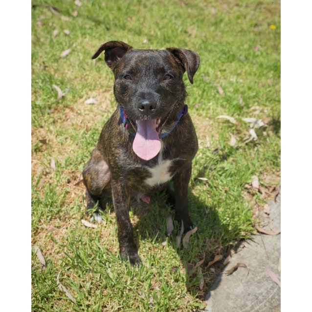 Irish Wolfhound Cross Staffy 2025