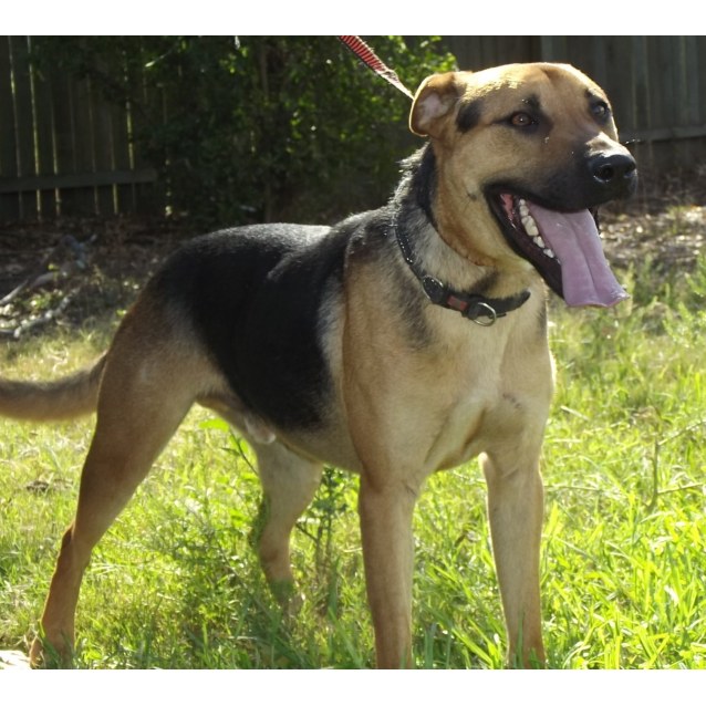 german shepherd cross staffy puppies