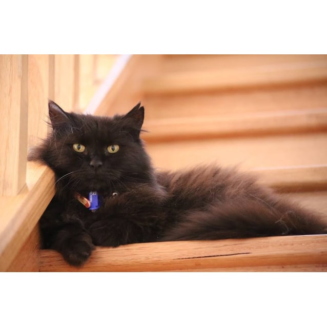 Black Bette Half Price Female Domestic Long Hair Cat In Vic