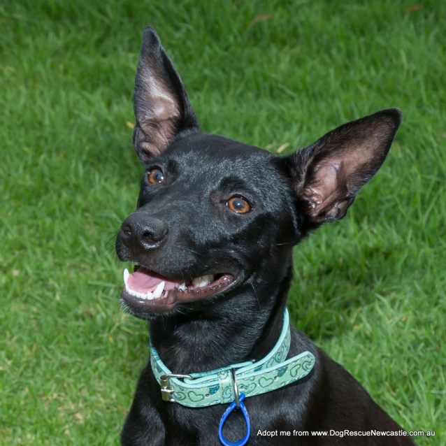 small kelpie