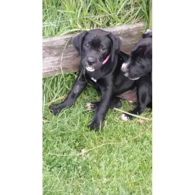 american bulldog golden retriever mix