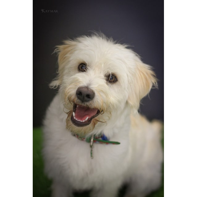 labrador and maltese mix