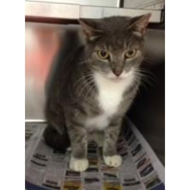 Spock Male Domestic Short Hair Mix Cat In Qld Petrescue