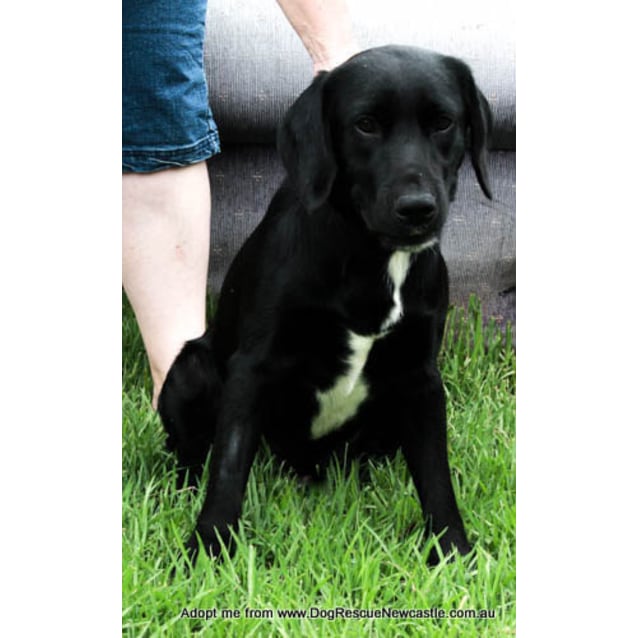 cocker spaniel x labrador