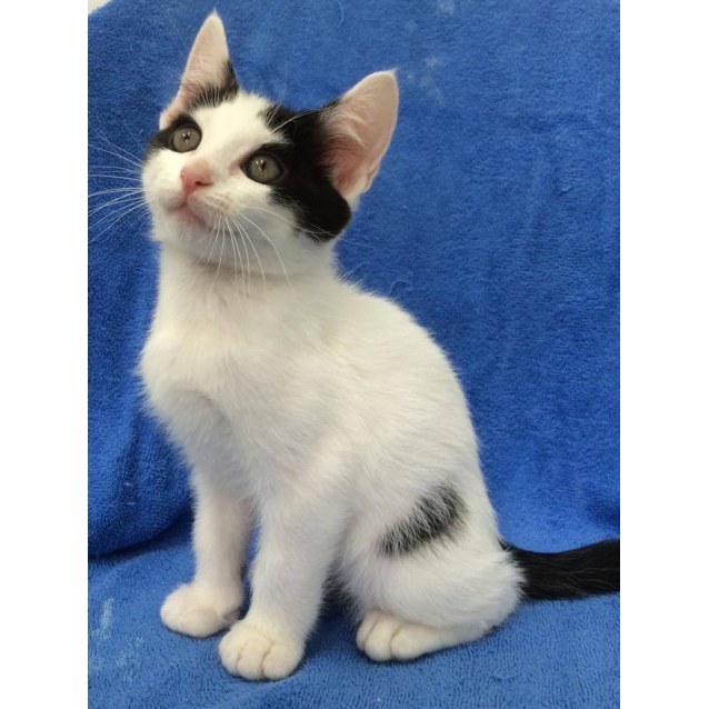 Bullseye Male Domestic Short Hair Cat In Qld Petrescue